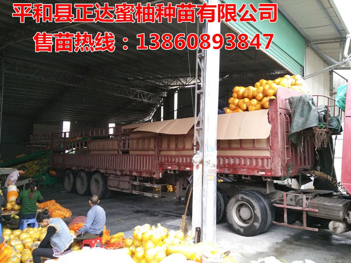 福建三紅蜜柚苗首選平和正達(dá)三紅蜜柚苗場(chǎng)，正宗三紅柚子苗供應(yīng)