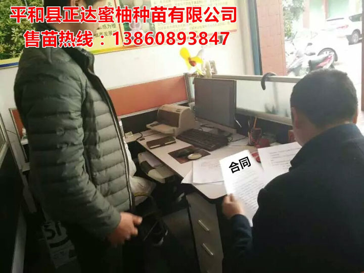 貴州客戶來我場訂購2萬多棵大三紅蜜柚苗丨貴州哪里有三紅蜜柚苗供應