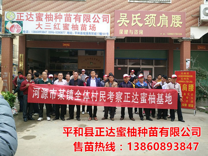 河源大三紅蜜柚苗基地考察團(tuán)，最新三紅蜜柚苗多少錢一棵