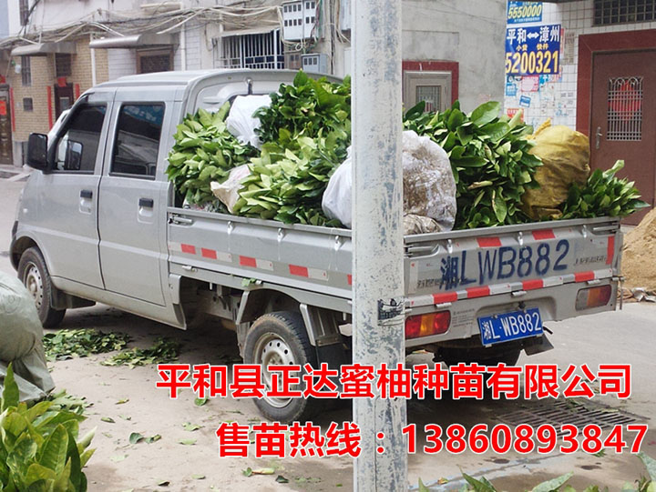 湖南客戶訂購(gòu)的大三紅蜜柚苗裝車中丨湖南適合種植三紅柚子苗