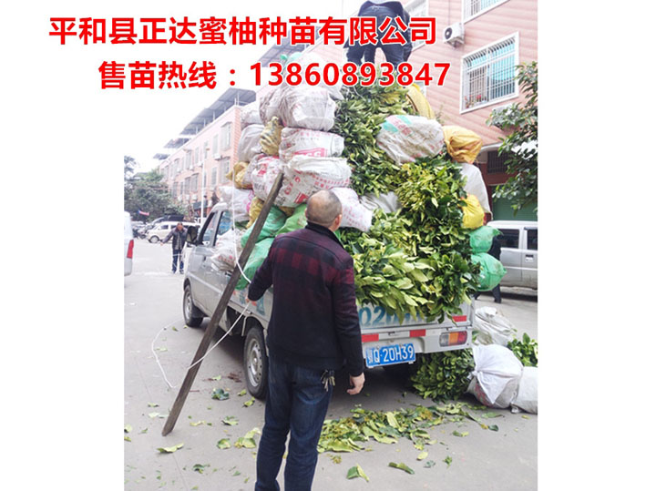 2016年開春湖北客戶訂購的一萬多棵大三紅蜜柚苗裝車中丨湖北正宗三紅柚子苗