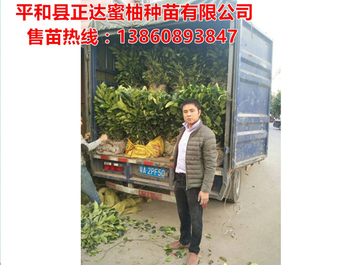 廣東省客戶訂購的一萬棵大三紅蜜柚苗裝車中