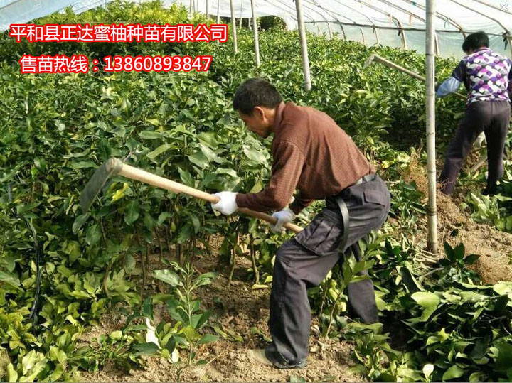 廣東果農訂購6千多棵紅皮紅肉柚子苗丨廣東三紅蜜柚苗等你來栽