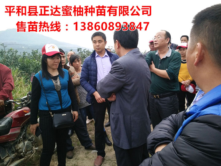 河源大三紅蜜柚苗基地考察團(tuán)，最新三紅蜜柚苗多少錢一棵