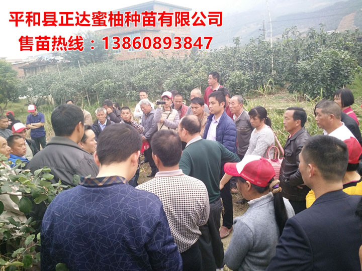 河源大三紅蜜柚苗基地考察團(tuán)，最新三紅蜜柚苗多少錢一棵