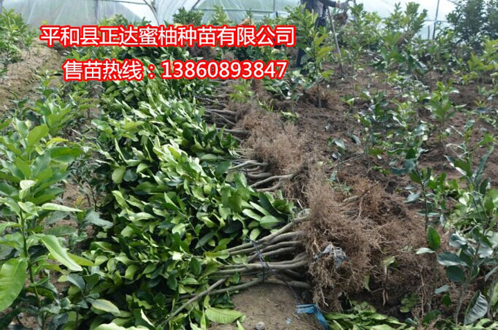 四川客戶采購三紅蜜柚苗丨四川客戶訂購的8千棵大三紅蜜柚苗裝車中