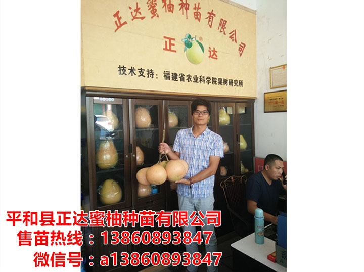 江西客戶來(lái)我司現(xiàn)場(chǎng)購(gòu)三紅蜜柚苗2萬(wàn)多棵丨大量三紅蜜柚苗裝車發(fā)貨