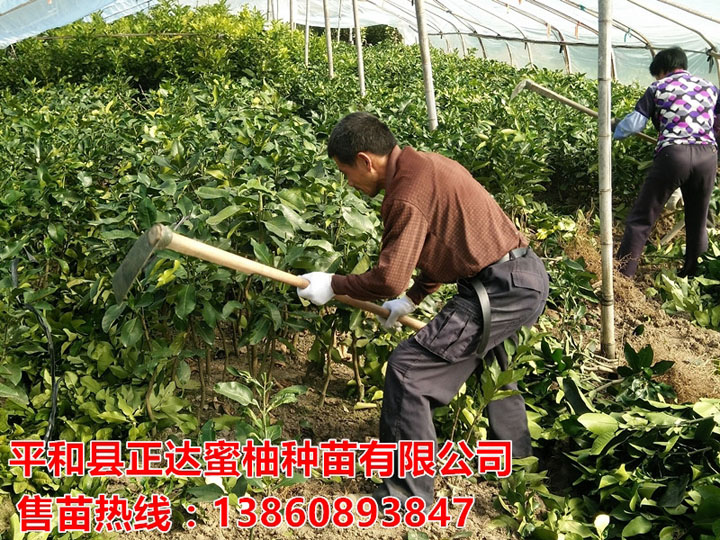 宜春市客戶來我司現(xiàn)場購三紅柚子苗千多棵丨江西哪里有三紅蜜柚苗丨江西柚子苗哪里有