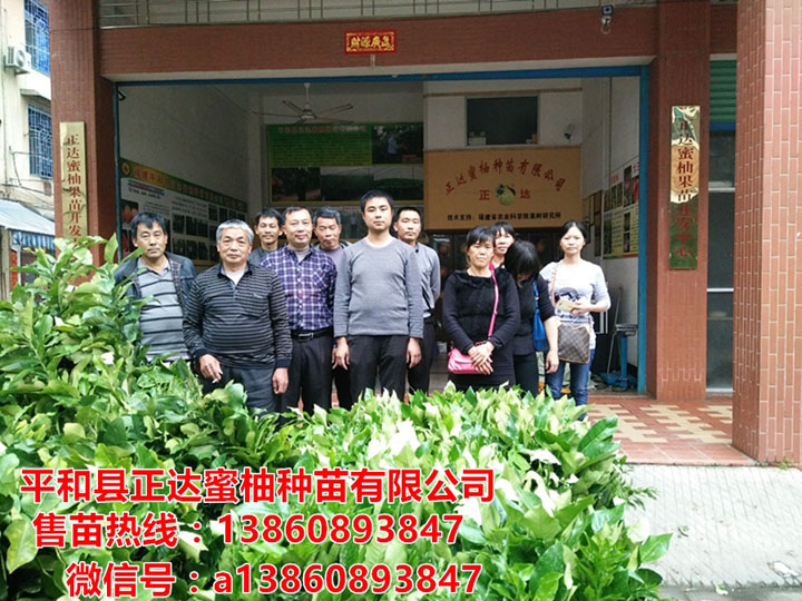 韶關(guān)市客戶去哪里購買三紅蜜柚果苗丨廣東三紅蜜柚苗量大價(jià)格更優(yōu)惠