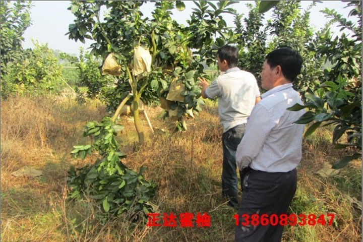 貴州好品牌的三紅蜜柚苗丨貴州有保障的三紅蜜柚苗丨正達(dá)紅皮紅肉蜜柚苗