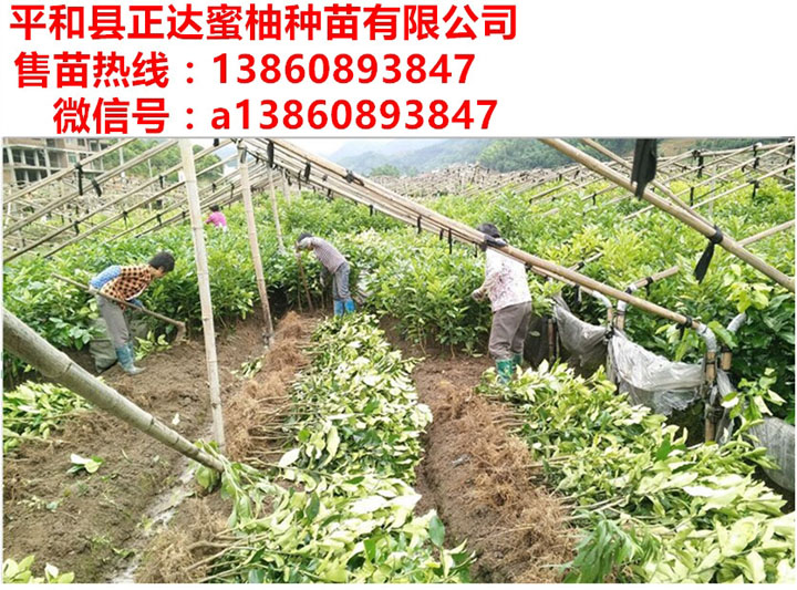 哪里有正宗紅肉蜜柚苗丨浙江紅心蜜柚苗價格多少