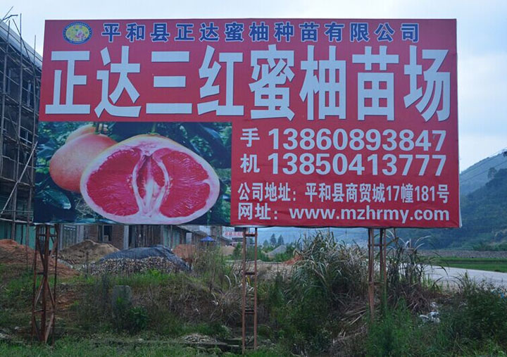 江西大三紅柚子苗銷(xiāo)售丨三紅蜜柚效益高丨哪里有正宗紅肉柚子苗