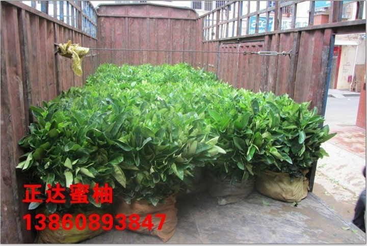 純度高的三紅蜜柚苗丨口碑好的三紅蜜柚苗丨大型三紅柚子苗育苗單位就找平和正達(dá)蜜柚苗場