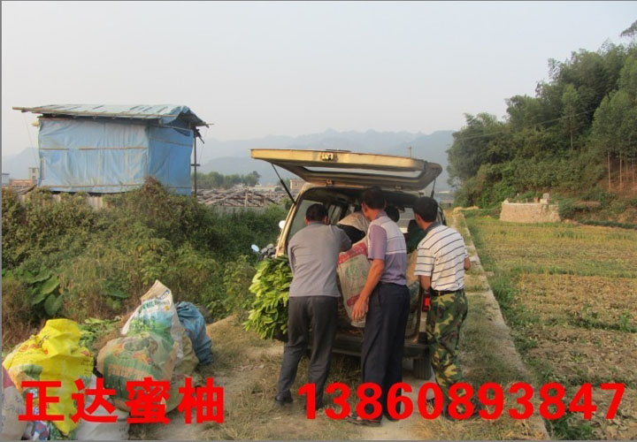 江西大三紅蜜柚苗先預(yù)定優(yōu)先發(fā)貨丨江西三紅柚子苗丨紅中紅蜜柚苗直銷