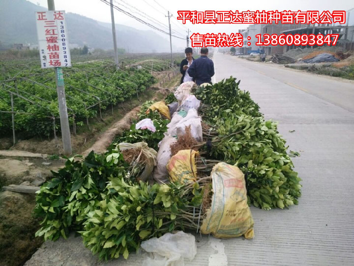 廣西三紅蜜柚苗|哪里有賣紅肉蜜柚苗|正達三紅柚苗價格