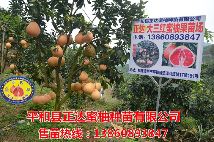 廣西三紅蜜柚苗|哪里有賣紅肉蜜柚苗|正達三紅柚苗價格