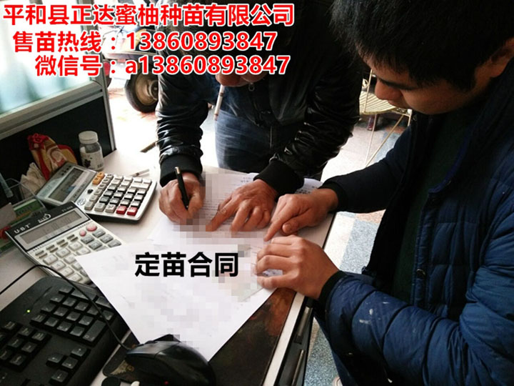江西客戶(hù)到我司基地現(xiàn)場(chǎng)訂購(gòu)大三紅蜜柚苗丨廣西三紅蜜柚苗銷(xiāo)售