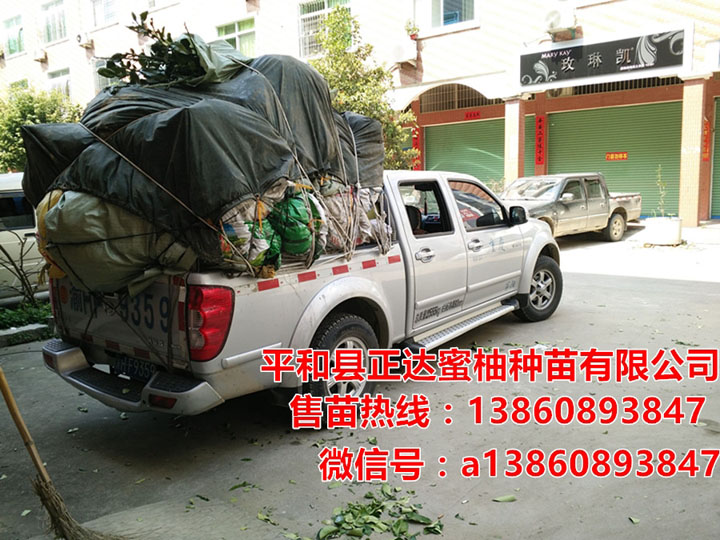 重慶酉陽客戶到我司基地現(xiàn)場(chǎng)訂購1萬多棵大三紅蜜柚苗