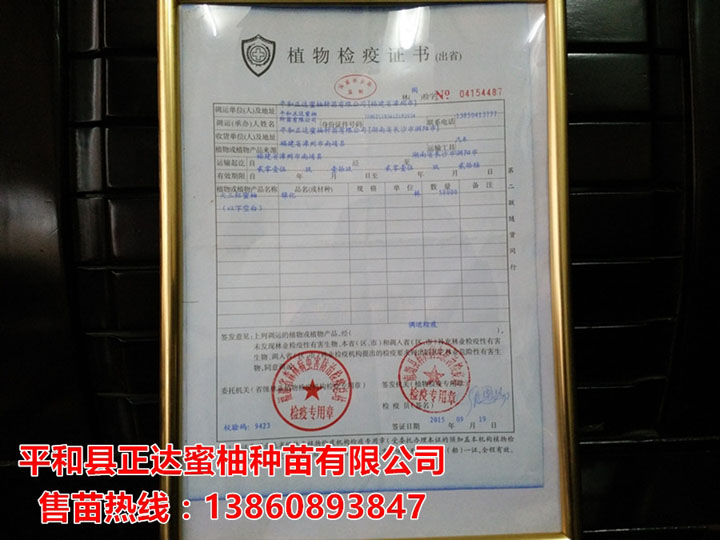 正達(dá)大三紅蜜柚苗檢疫證書
