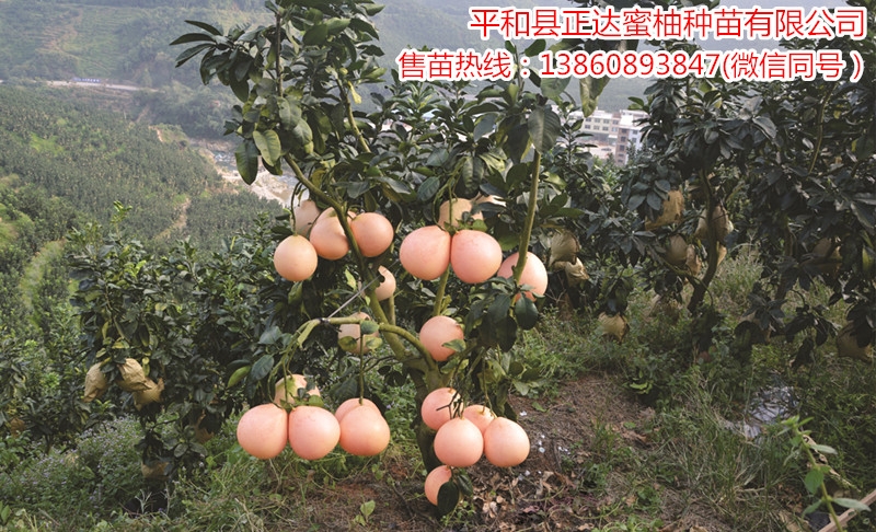 湖南種植三紅蜜柚苗政府有補(bǔ)貼嗎？湖南三紅蜜柚苗供應(yīng)