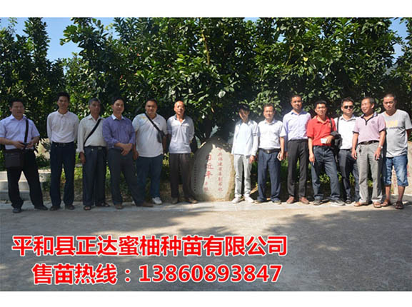 湖南客戶考察正達蜜柚種苗有限公司丨湖南大三紅蜜柚苗現(xiàn)貨現(xiàn)挖