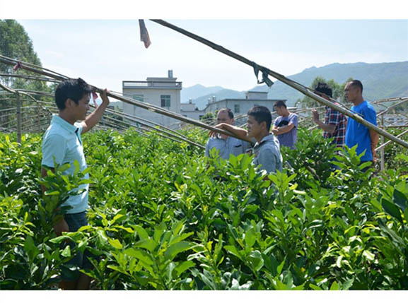 廣東清遠客戶到正達蜜柚苗場考察丨廣東兩年生三紅蜜柚苗丨廣東柚子苗價格
