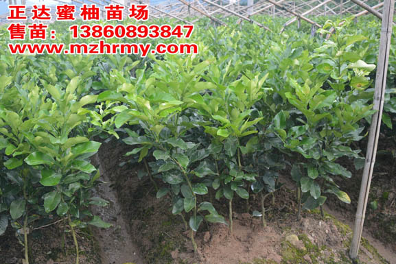平和三紅蜜柚苗，三紅蜜柚枝條，三紅蜜柚芽條