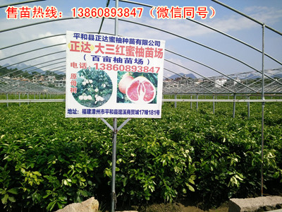 湖北三紅蜜柚苗供應(yīng)丨正宗三紅蜜柚苗的主要特點(diǎn)丨紅心蜜柚苗與琯溪蜜柚苗的區(qū)別