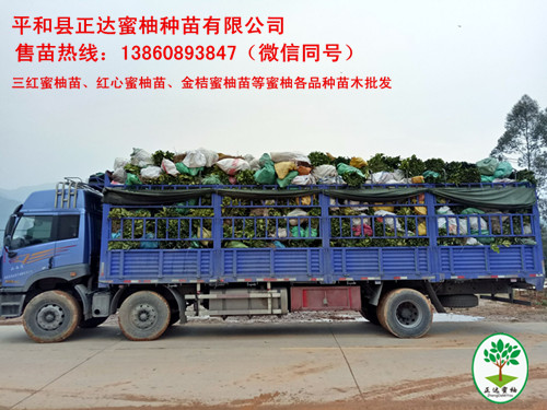準(zhǔn)備發(fā)往貴州的三紅蜜柚苗丨貴州三紅柚子苗一株多少錢(qián)丨貴州蜜柚苗價(jià)格