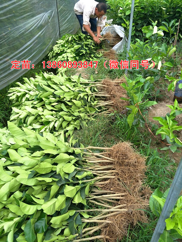 紅肉蜜柚苗賣多少錢一株，福建紅心蜜柚苗價格