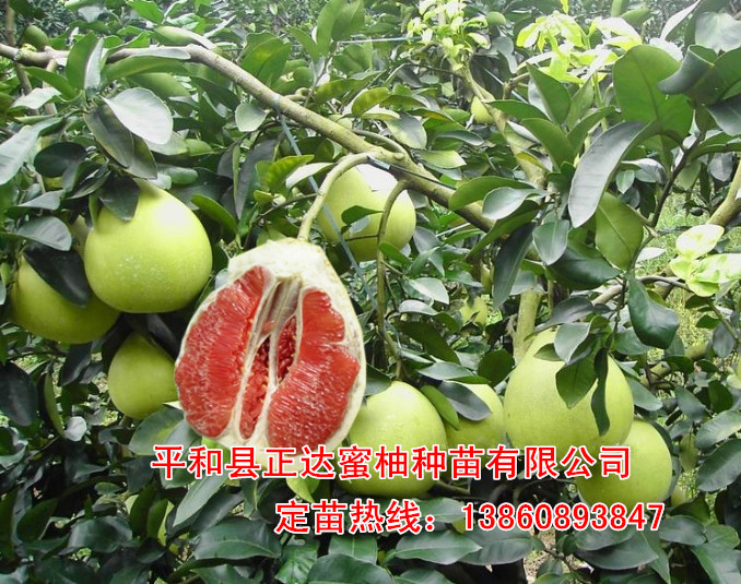 紅肉蜜柚苗賣多少錢一株，福建紅心蜜柚苗價格