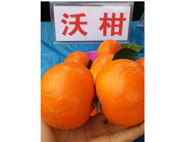 貴州沃柑苗種植技術(shù)管理，優(yōu)質(zhì)的沃柑苗供應(yīng)
