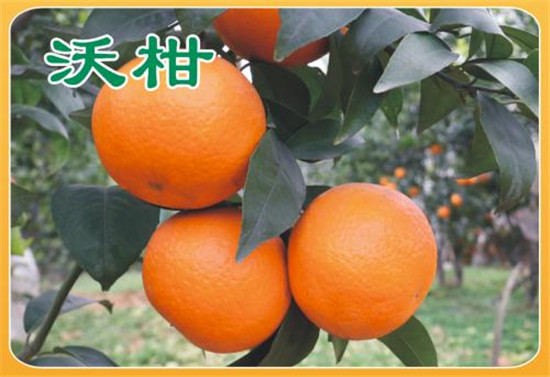 沃柑苗價(jià)格丨正宗沃柑苗秒殺價(jià)丨價(jià)格便宜的沃柑苗出售