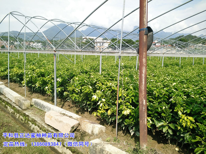 三紅蜜柚苗多少錢一棵？問平和正達(dá)蜜柚種苗有限公司