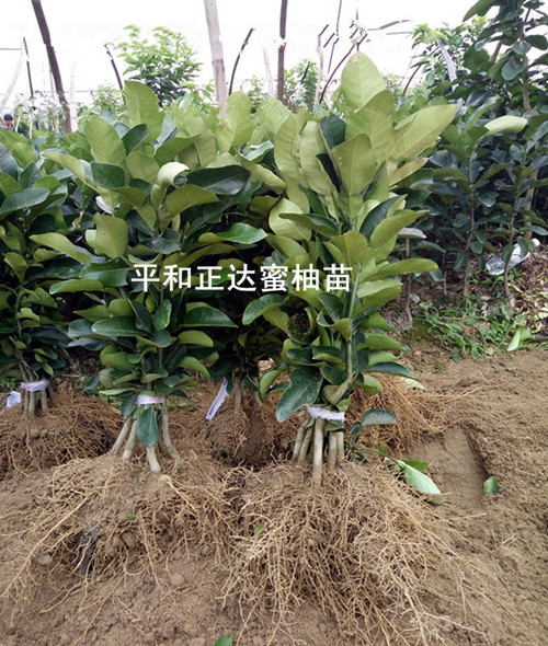 大棚培育優(yōu)質大三紅蜜柚苗木基地丨口碑好的三紅蜜柚苗苗場在哪里