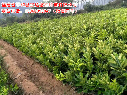 郴州哪里購買正宗紅皮紅肉蜜柚苗丨蜜柚最新品種三紅蜜柚苗出自哪里