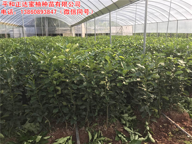 如何培育好三紅蜜柚果苗丨品種純正的三紅柚樹苗哪里有