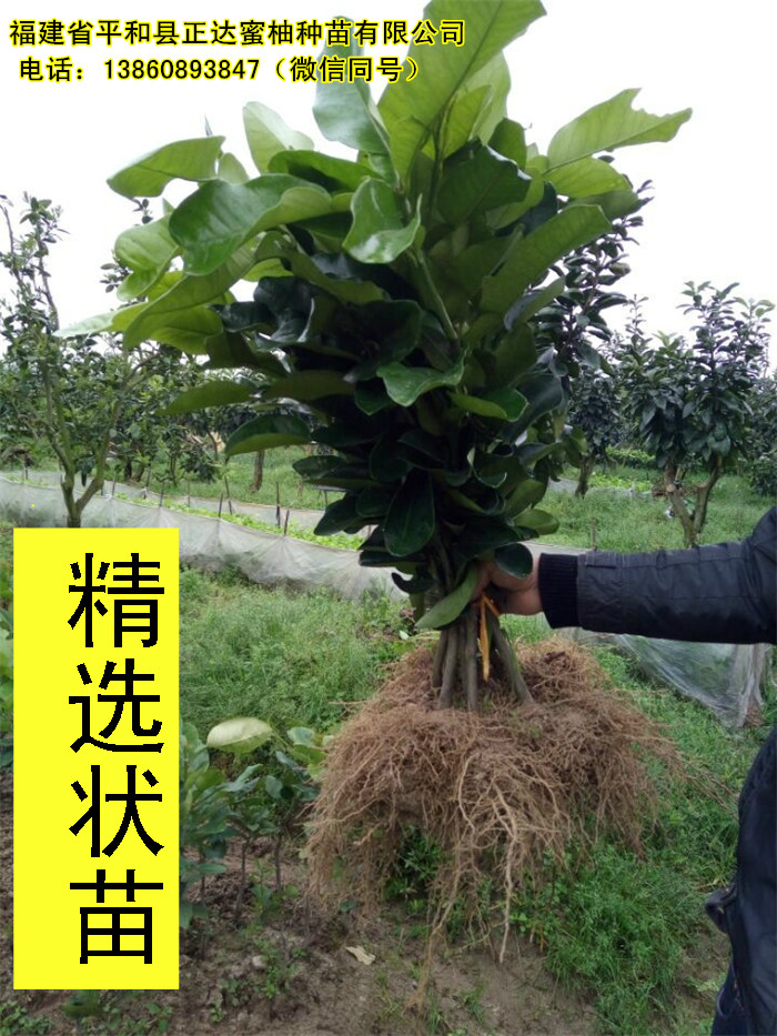 如何培育好三紅蜜柚果苗丨品種純正的三紅柚樹(shù)苗哪里有