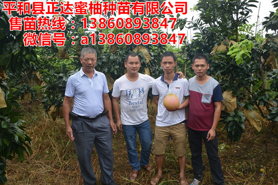 湖南三紅柚子苗去哪訂購(gòu)丨大三紅蜜柚苗多少錢一株