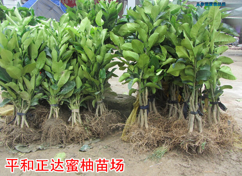 根系發(fā)達的大三紅蜜柚苗丨三紅蜜柚苗原產(chǎn)地發(fā)售丨紅心蜜柚苗產(chǎn)自福建