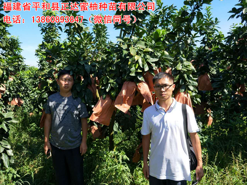 哪里有大三紅蜜柚果園提供考察學習丨哪里有供應紅心蜜柚苗