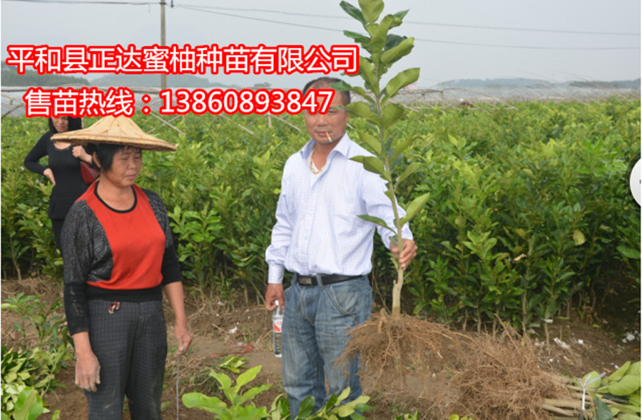 哪里有大三紅蜜柚果園提供考察學習丨哪里有供應紅心蜜柚苗