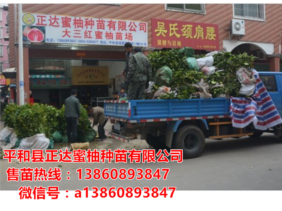 成都哪里可以買到正宗三紅蜜柚苗，紅肉蜜柚苗，金桔蜜柚苗