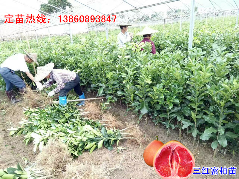 成都哪里可以買到正宗三紅蜜柚苗，紅肉蜜柚苗，金桔蜜柚苗