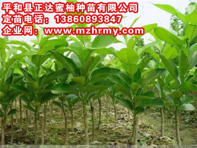 福建產(chǎn)地三紅蜜柚苗就是好丨哪里有出售正宗三紅蜜柚果樹苗丨紅心蜜柚苗出售