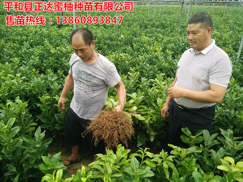 福建大三紅蜜柚苗木基地現(xiàn)場起苗丨福建正宗三紅柚子苗丨供應(yīng)三紅蜜柚苗