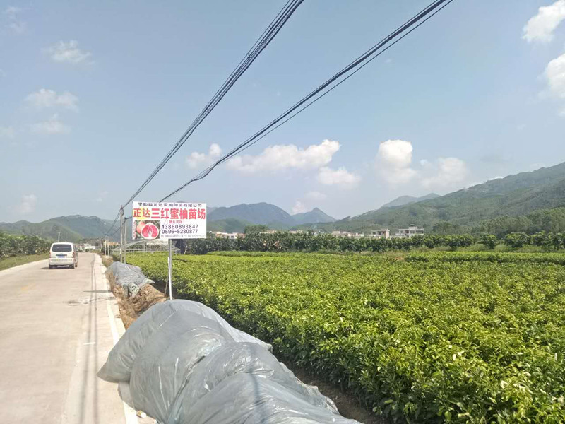 湖南三紅蜜柚苗最新報價丨三紅柚子苗在湖南當?shù)氐膬r格丨湖南紅心蜜柚苗