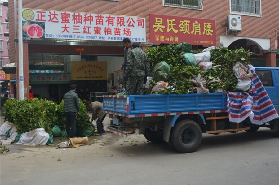 準備發(fā)往重慶的大三紅蜜柚苗丨去重慶哪買三紅柚子苗丨銷售紅皮紅肉蜜柚苗