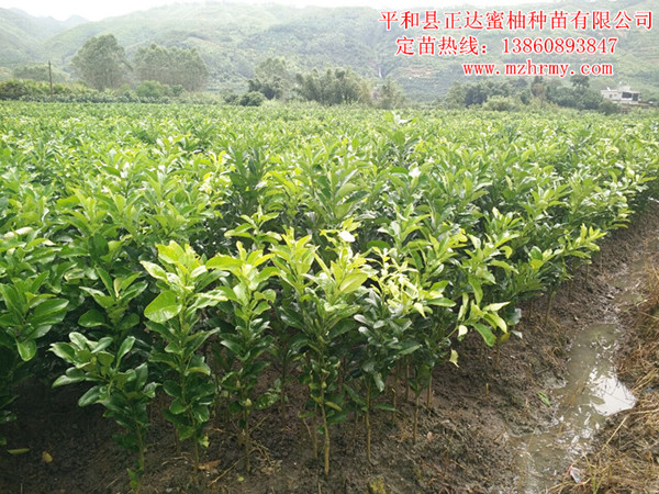 準備發(fā)往重慶的大三紅蜜柚苗丨去重慶哪買三紅柚子苗丨銷售紅皮紅肉蜜柚苗