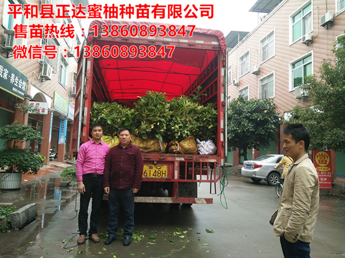 湖南大三紅柚子苗，網(wǎng)上這家買的三紅蜜柚苗成活率高